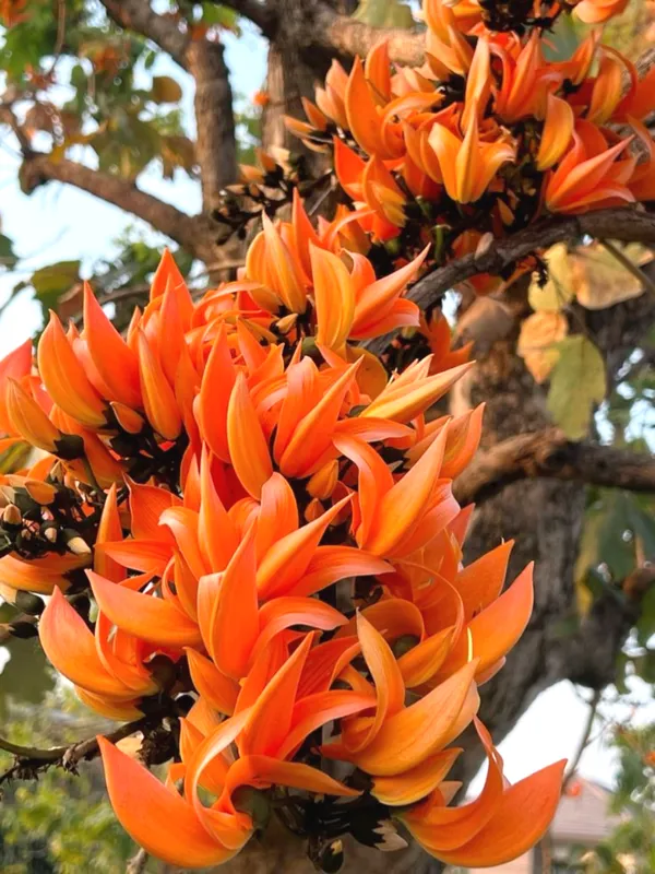 Expensive_Palash_Flower_Plant_–_Butea_Monosperma_for_Outdoor_Gardening_(Pack_Of_1)