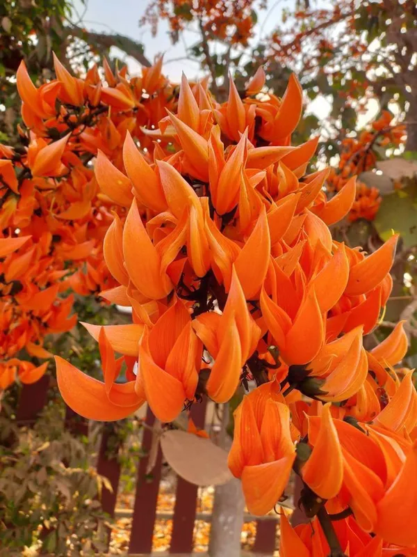 Expensive_Palash_Flower_Plant_–_Butea_Monosperma_for_Outdoor_Gardening_(Pack_Of_1)