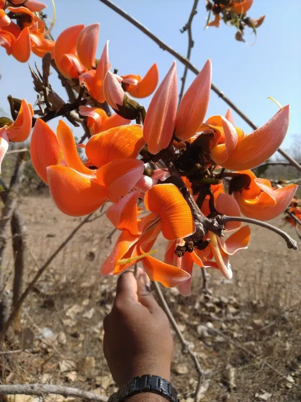Expensive_Palash_Flower_Plant_–_Butea_Monosperma_for_Outdoor_Gardening_(Pack_Of_1)