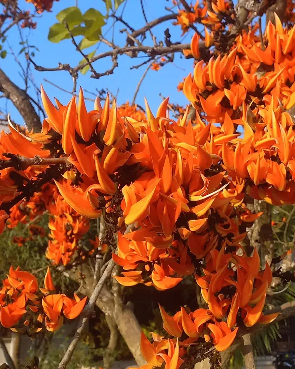 Expensive_Palash_Flower_Plant_–_Butea_Monosperma_for_Outdoor_Gardening_(Pack_Of_1)