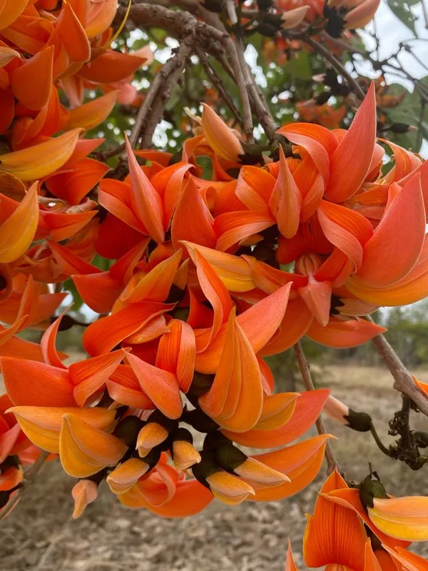 Expensive_Palash_Flower_Plant_–_Butea_Monosperma_for_Outdoor_Gardening_(Pack_Of_1)