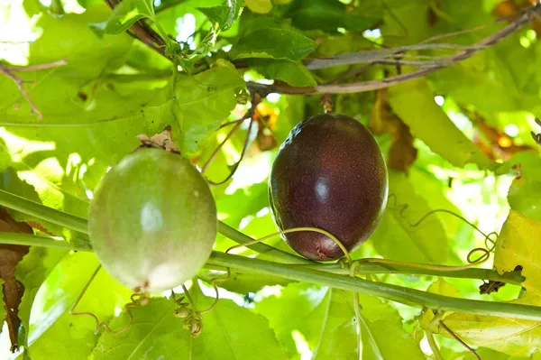 Expensive_Passion_Fruit__Plant_&_Tree_(1.5-3.5_Ft_Height)_Pack_Of_1
