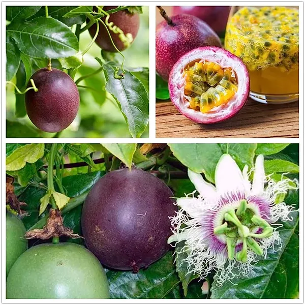 Expensive_Passion_Fruit__Plant_&_Tree_(1.5-3.5_Ft_Height)_Pack_Of_1