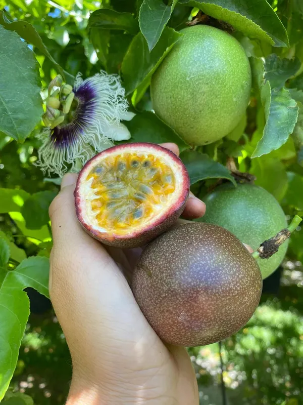 Expensive_Passion_Fruit__Plant_&_Tree_(1.5-3.5_Ft_Height)_Pack_Of_1