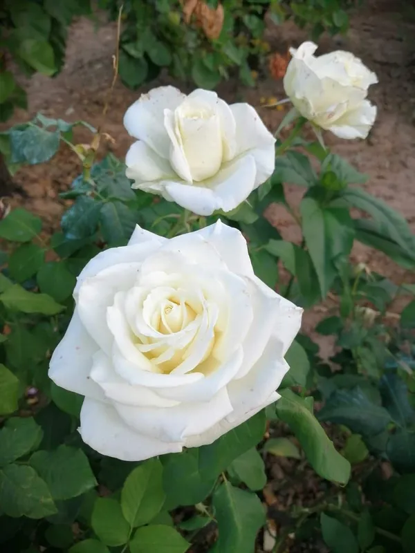 Expensive_White_Rose_Flower_Plant_-_Healthy_Nursery_Plant_for_Home_Garden,_Pots_&_Landscaping_|__Fragrant,_Colorful_Blooms