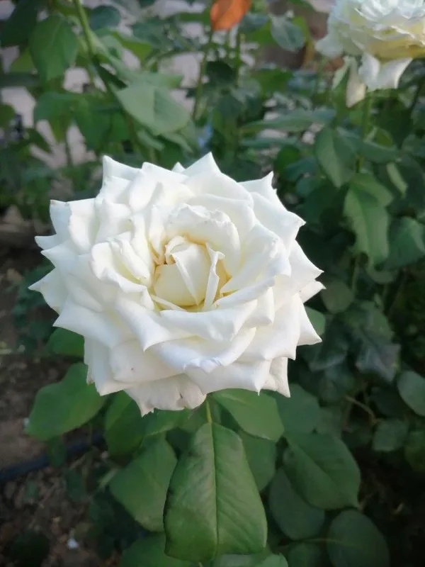 Expensive_White_Rose_Flower_Plant_-_Healthy_Nursery_Plant_for_Home_Garden,_Pots_&_Landscaping_|__Fragrant,_Colorful_Blooms