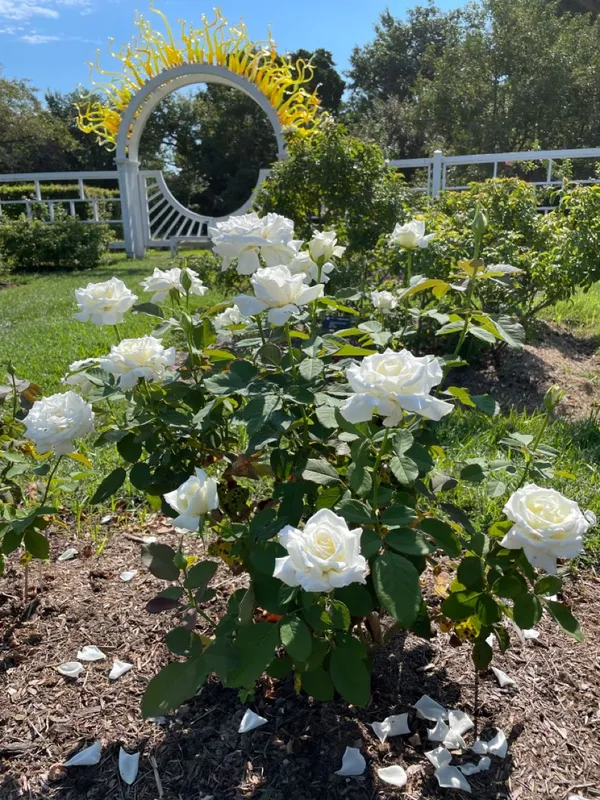 Expensive_White_Rose_Flower_Plant_-_Healthy_Nursery_Plant_for_Home_Garden,_Pots_&_Landscaping_|__Fragrant,_Colorful_Blooms