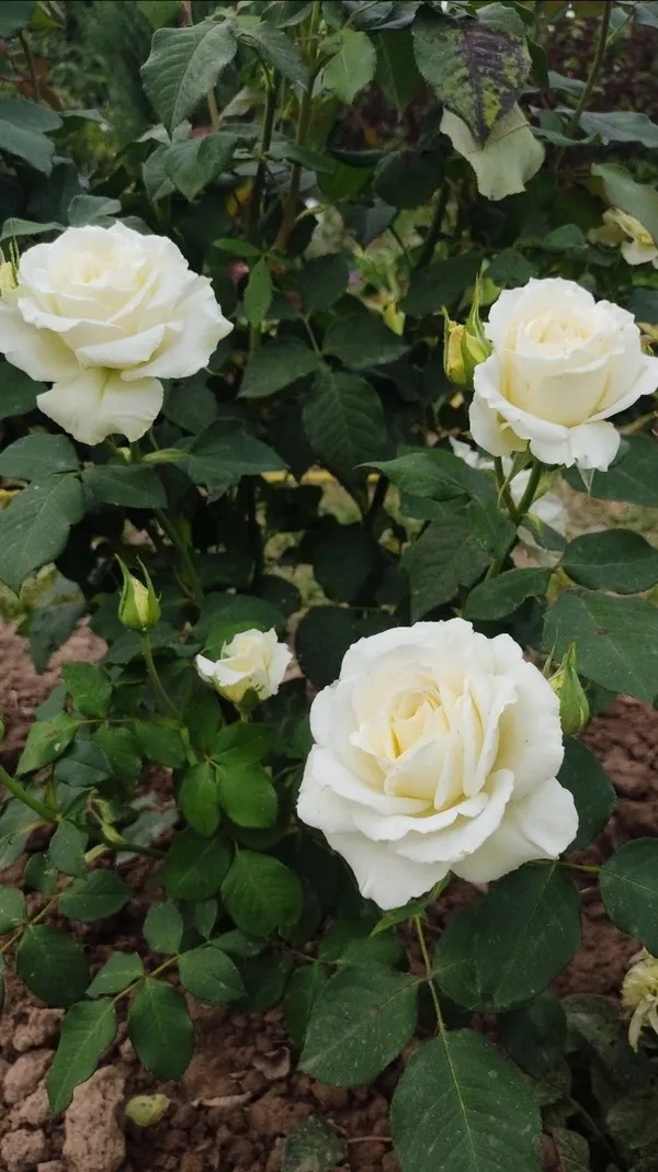 Expensive_White_Rose_Flower_Plant_-_Healthy_Nursery_Plant_for_Home_Garden,_Pots_&_Landscaping_|__Fragrant,_Colorful_Blooms