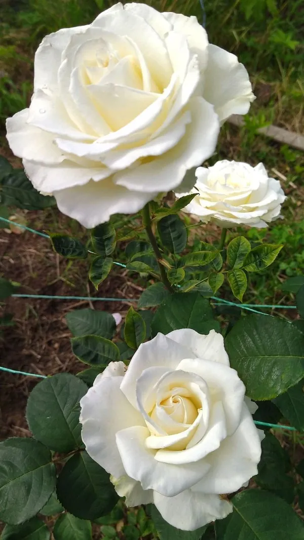 Expensive_White_Rose_Flower_Plant_-_Healthy_Nursery_Plant_for_Home_Garden,_Pots_&_Landscaping_|__Fragrant,_Colorful_Blooms