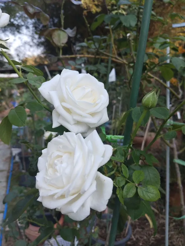 Expensive_White_Rose_Flower_Plant_-_Healthy_Nursery_Plant_for_Home_Garden,_Pots_&_Landscaping_|__Fragrant,_Colorful_Blooms