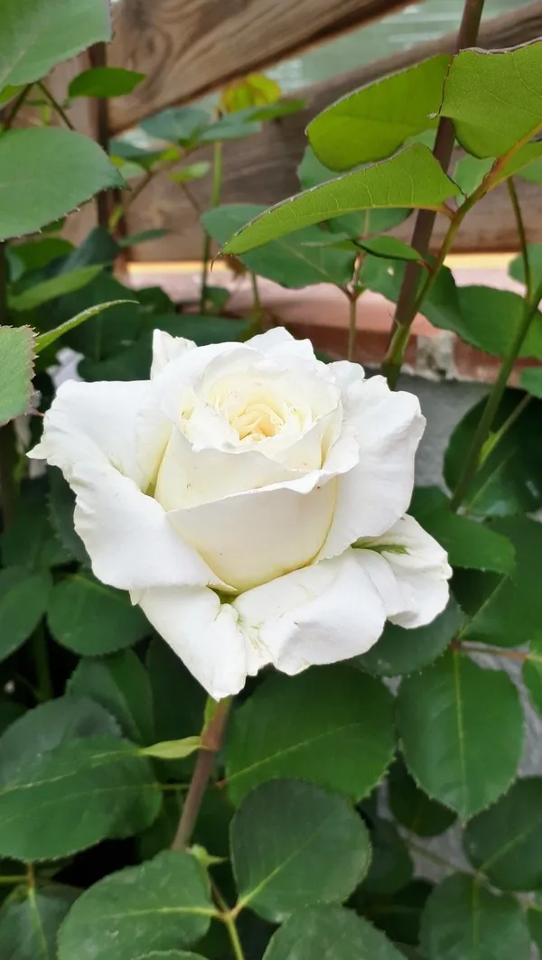 Expensive_White_Rose_Flower_Plant_-_Healthy_Nursery_Plant_for_Home_Garden,_Pots_&_Landscaping_|__Fragrant,_Colorful_Blooms