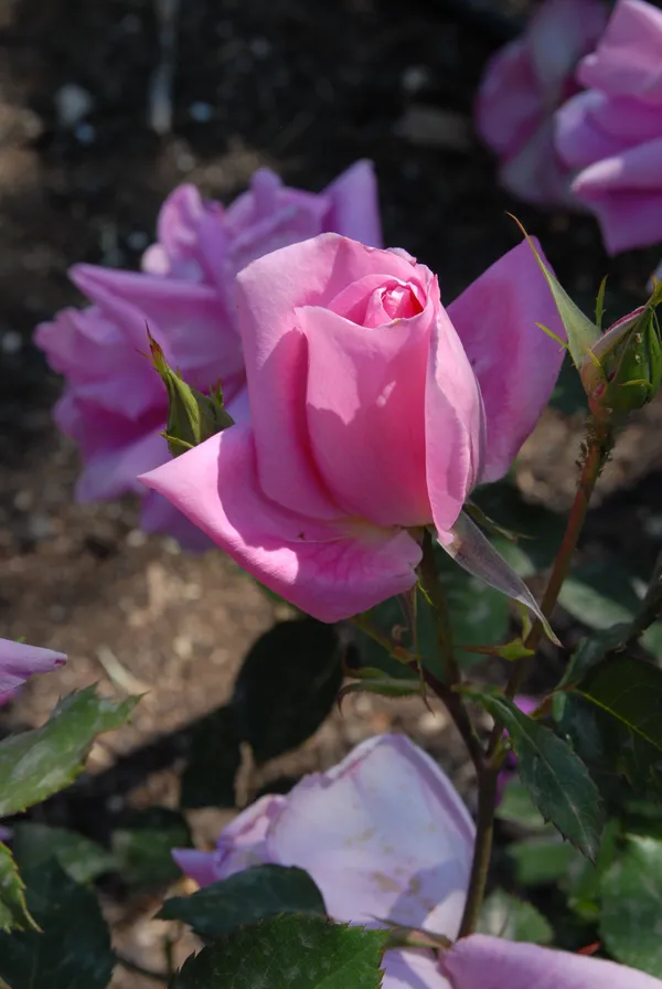 Eye_Catching_Fluffy_Pink_Rose_Flower_Plant_&_Tree_(1.5-3.5_Ft_Height)_For_Your_Sweet_Home_Garden,_Pack_Of_1