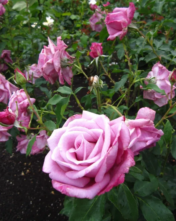 Eye_Catching_Fluffy_Pink_Rose_Flower_Plant_&_Tree_(1.5-3.5_Ft_Height)_For_Your_Sweet_Home_Garden,_Pack_Of_1