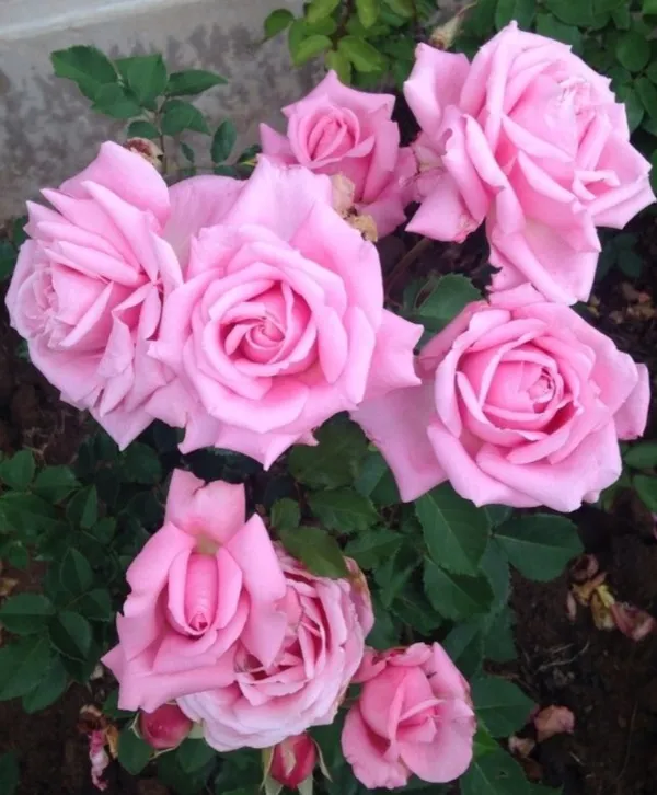 Eye_Catching_Fluffy_Pink_Rose_Flower_Plant_&_Tree_(1.5-3.5_Ft_Height)_For_Your_Sweet_Home_Garden,_Pack_Of_1