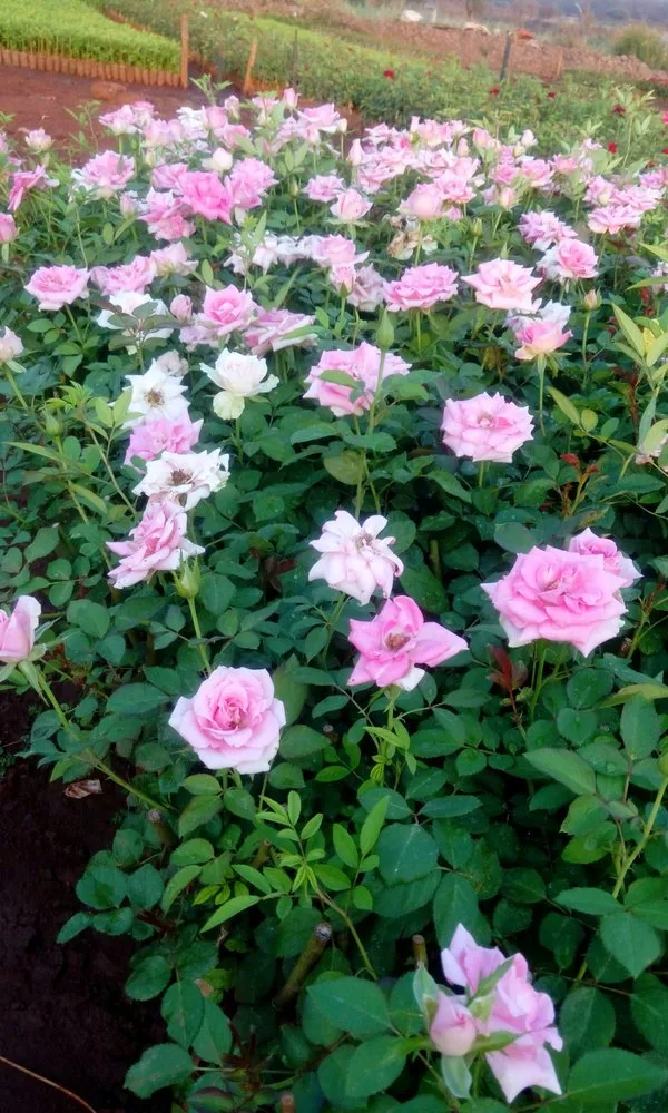 Eye_Catching_Fluffy_Pink_Rose_Flower_Plant_&_Tree_(1.5-3.5_Ft_Height)_For_Your_Sweet_Home_Garden,_Pack_Of_1