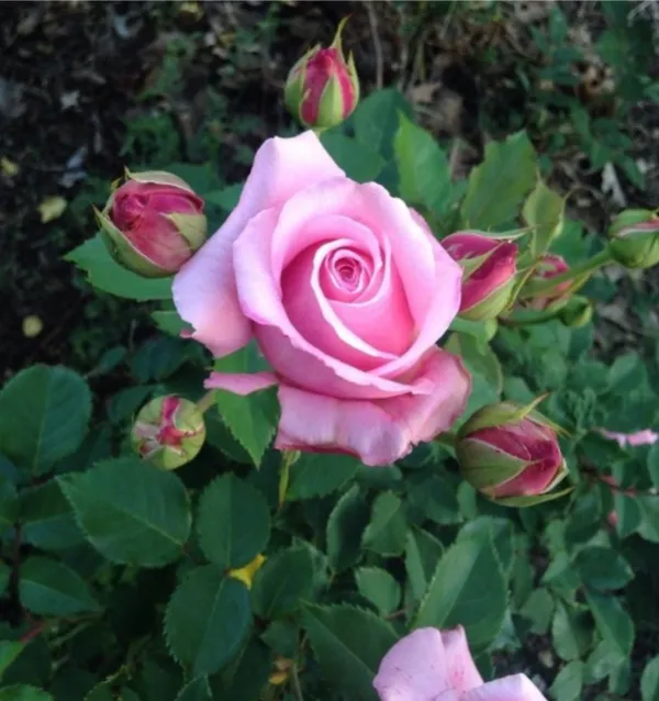 Eye_Catching_Fluffy_Pink_Rose_Flower_Plant_&_Tree_(1.5-3.5_Ft_Height)_For_Your_Sweet_Home_Garden,_Pack_Of_1