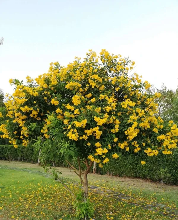 Eye_Catching_Golden_Tecoma__Flowering_Plant_&_Tree_(1.5-3.5_Ft_Height)_For_Shrub/Bush/Home_Garden,_Tecoma_Healthy_Flower_Plant_(Pack_Of_1)
