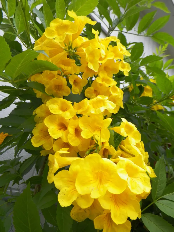 Eye_Catching_Golden_Tecoma__Flowering_Plant_&_Tree_(1.5-3.5_Ft_Height)_For_Shrub/Bush/Home_Garden,_Tecoma_Healthy_Flower_Plant_(Pack_Of_1)