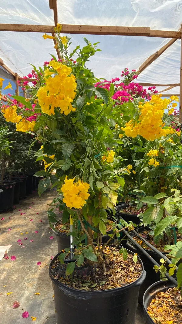 Eye_Catching_Golden_Tecoma__Flowering_Plant_&_Tree_(1.5-3.5_Ft_Height)_For_Shrub/Bush/Home_Garden,_Tecoma_Healthy_Flower_Plant_(Pack_Of_1)