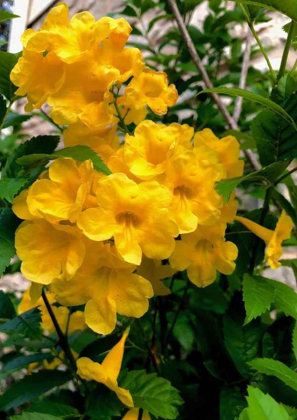 Eye_Catching_Golden_Tecoma__Flowering_Plant_&_Tree_(1.5-3.5_Ft_Height)_For_Shrub/Bush/Home_Garden,_Tecoma_Healthy_Flower_Plant_(Pack_Of_1)