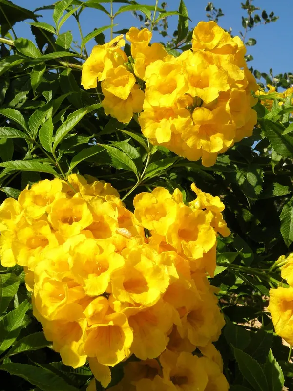 Eye_Catching_Golden_Tecoma__Flowering_Plant_&_Tree_(1.5-3.5_Ft_Height)_For_Shrub/Bush/Home_Garden,_Tecoma_Healthy_Flower_Plant_(Pack_Of_1)