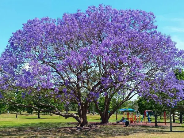 Eye_Catching_Jacaranda__Purple_Flower_Plant_&_Tree_(1.5-3.5_Ft_Height)_Mimosifolia_Neel_Mohar_Enhance_Your_Home/Garden_Beauty,_Pack_Of_1