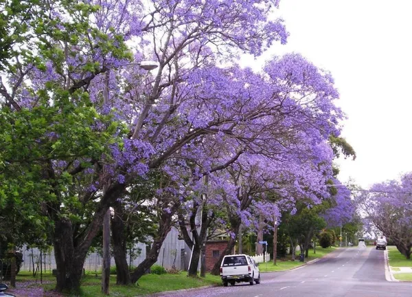 Eye_Catching_Jacaranda__Purple_Flower_Plant_&_Tree_(1.5-3.5_Ft_Height)_Mimosifolia_Neel_Mohar_Enhance_Your_Home/Garden_Beauty,_Pack_Of_1