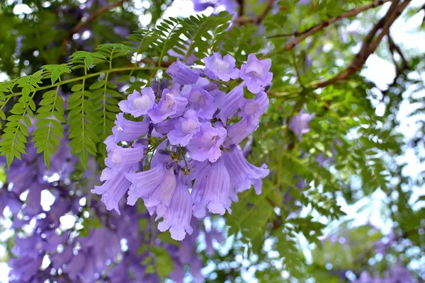 Eye_Catching_Jacaranda__Purple_Flower_Plant_&_Tree_(1.5-3.5_Ft_Height)_Mimosifolia_Neel_Mohar_Enhance_Your_Home/Garden_Beauty,_Pack_Of_1