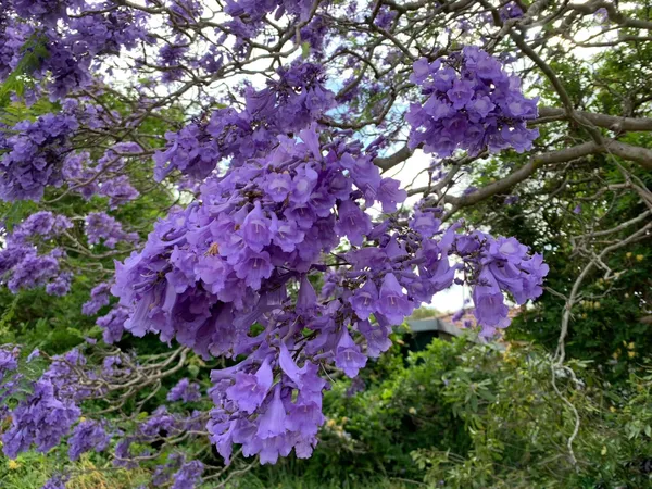 Eye_Catching_Jacaranda__Purple_Flower_Plant_&_Tree_(1.5-3.5_Ft_Height)_Mimosifolia_Neel_Mohar_Enhance_Your_Home/Garden_Beauty,_Pack_Of_1