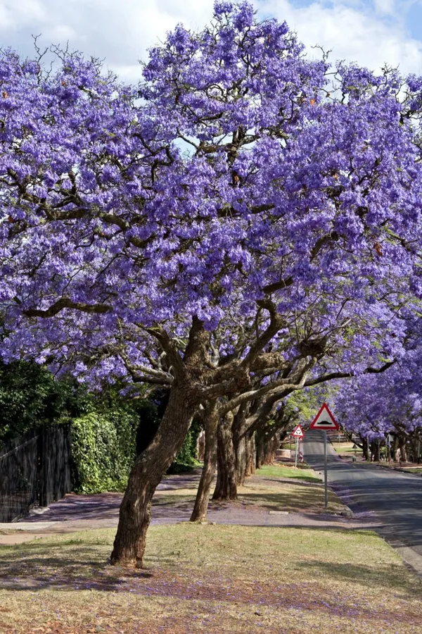 Eye_Catching_Jacaranda__Purple_Flower_Plant_&_Tree_(1.5-3.5_Ft_Height)_Mimosifolia_Neel_Mohar_Enhance_Your_Home/Garden_Beauty,_Pack_Of_1