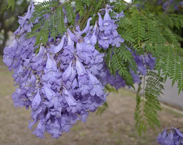 Eye_Catching_Jacaranda__Purple_Flower_Plant_&_Tree_(1.5-3.5_Ft_Height)_Mimosifolia_Neel_Mohar_Enhance_Your_Home/Garden_Beauty,_Pack_Of_1