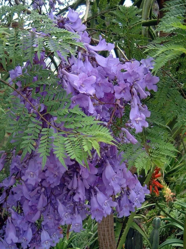 Eye_Catching_Jacaranda__Purple_Flower_Plant_&_Tree_(1.5-3.5_Ft_Height)_Mimosifolia_Neel_Mohar_Enhance_Your_Home/Garden_Beauty,_Pack_Of_1