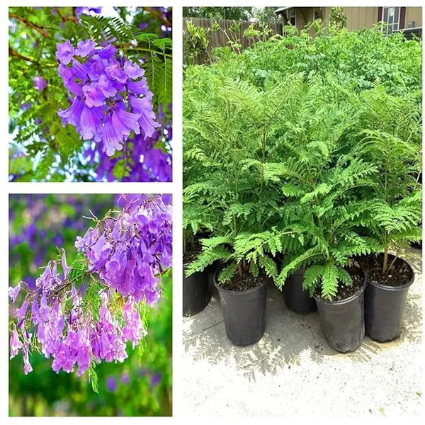 Eye_Catching_Jacaranda__Purple_Flower_Plant_&_Tree_(1.5-3.5_Ft_Height)_Mimosifolia_Neel_Mohar_Enhance_Your_Home/Garden_Beauty,_Pack_Of_1