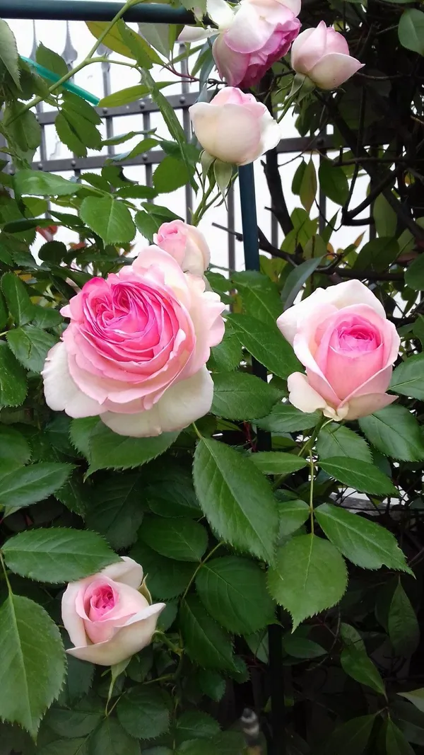Eye-Catching_Soft_Pink_Rose_Flower_Plant_|_Beautiful_Colorful_Blooms_|_For_Home_Garden_Decor,_Pack_Of_1
