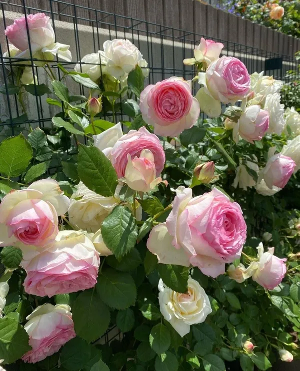 Eye-Catching_Soft_Pink_Rose_Flower_Plant_|_Beautiful_Colorful_Blooms_|_For_Home_Garden_Decor,_Pack_Of_1
