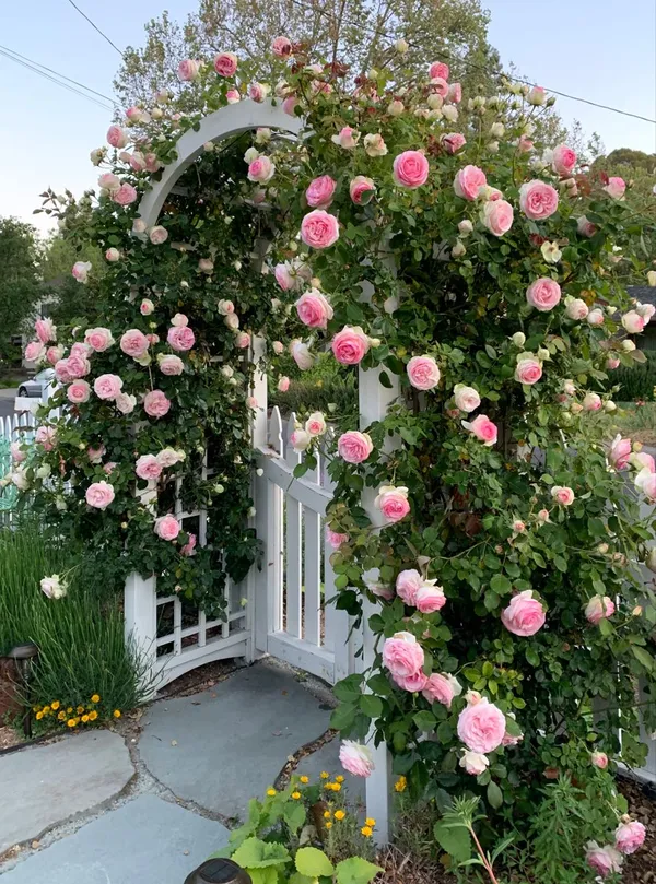 Eye-Catching_Soft_Pink_Rose_Flower_Plant_|_Beautiful_Colorful_Blooms_|_For_Home_Garden_Decor,_Pack_Of_1