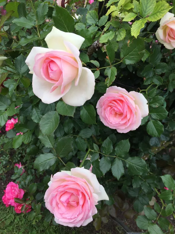 Eye-Catching_Soft_Pink_Rose_Flower_Plant_|_Beautiful_Colorful_Blooms_|_For_Home_Garden_Decor,_Pack_Of_1