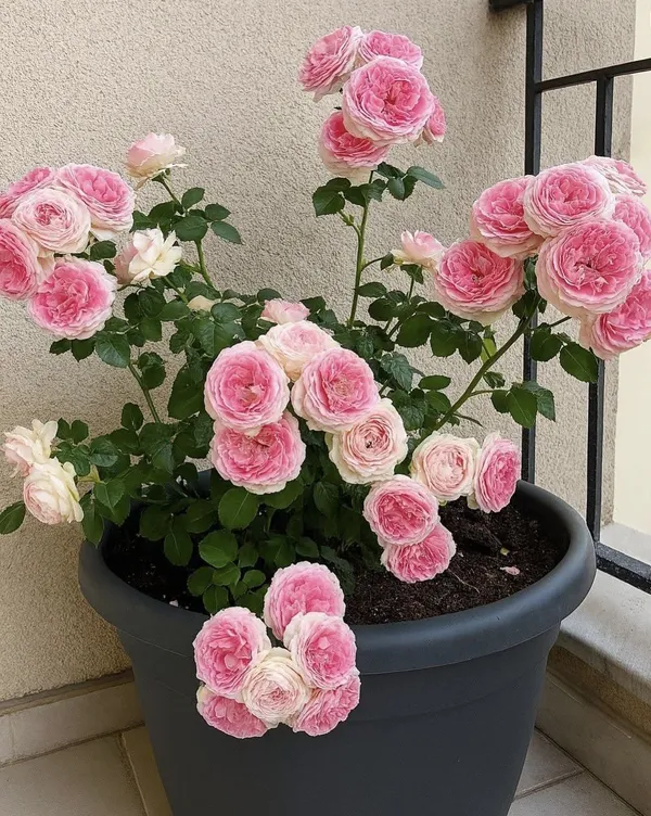 Eye-Catching_Soft_Pink_Rose_Flower_Plant_|_Beautiful_Colorful_Blooms_|_For_Home_Garden_Decor,_Pack_Of_1