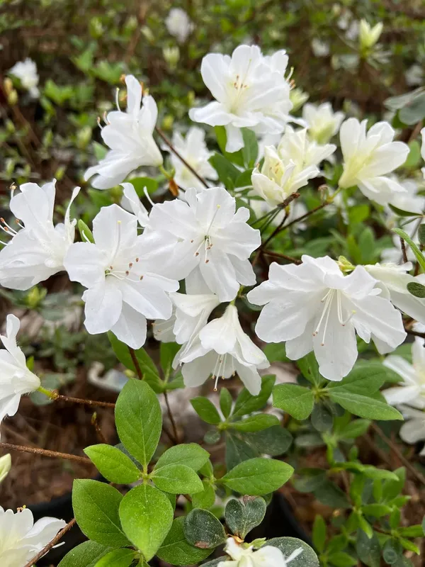Eye_Catching_Vibrant_Color_Azalea_Flowering_Shrub_Plant_For_Home/Office_Decor_(1.5-3.5_Ft_Height)_White_Azalea_Enhance_Your_Garden_Beauty_(Pack_Of_1)