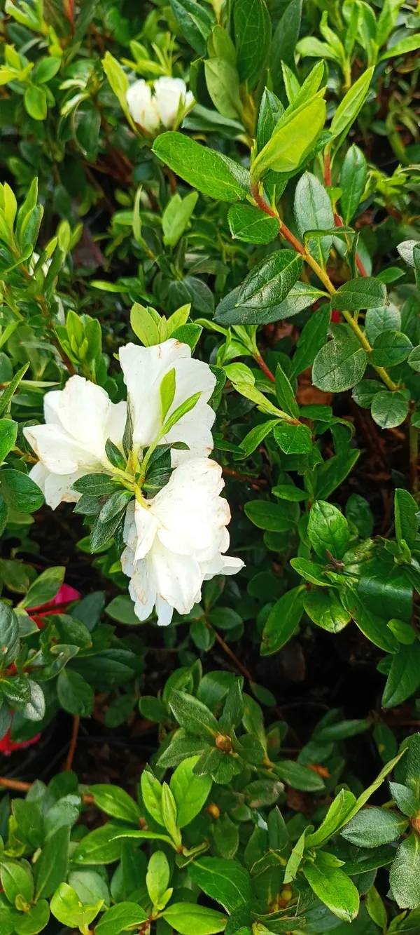 Eye_Catching_Vibrant_Color_Azalea_Flowering_Shrub_Plant_For_Home/Office_Decor_(1.5-3.5_Ft_Height)_White_Azalea_Enhance_Your_Garden_Beauty_(Pack_Of_1)