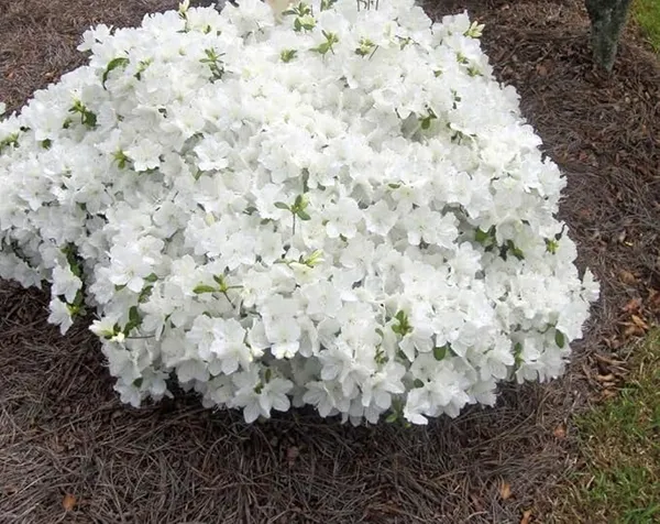 Eye_Catching_Vibrant_Color_Azalea_Flowering_Shrub_Plant_For_Home/Office_Decor_(1.5-3.5_Ft_Height)_White_Azalea_Enhance_Your_Garden_Beauty_(Pack_Of_1)