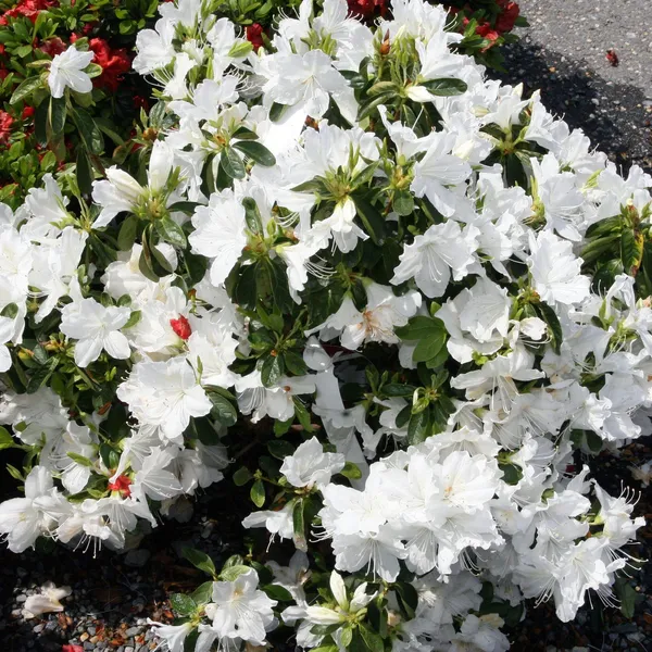 Eye_Catching_Vibrant_Color_Azalea_Flowering_Shrub_Plant_For_Home/Office_Decor_(1.5-3.5_Ft_Height)_White_Azalea_Enhance_Your_Garden_Beauty_(Pack_Of_1)