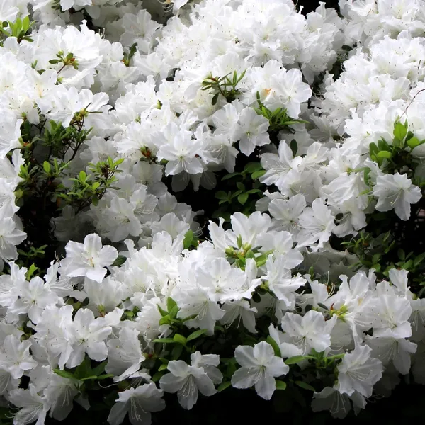Eye_Catching_Vibrant_Color_Azalea_Flowering_Shrub_Plant_For_Home/Office_Decor_(1.5-3.5_Ft_Height)_White_Azalea_Enhance_Your_Garden_Beauty_(Pack_Of_1)