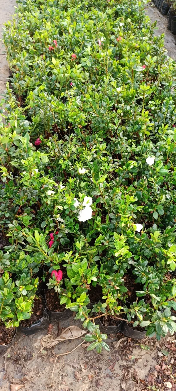 Eye_Catching_Vibrant_Color_Azalea_Flowering_Shrub_Plant_For_Home/Office_Decor_(1.5-3.5_Ft_Height)_White_Azalea_Enhance_Your_Garden_Beauty_(Pack_Of_1)
