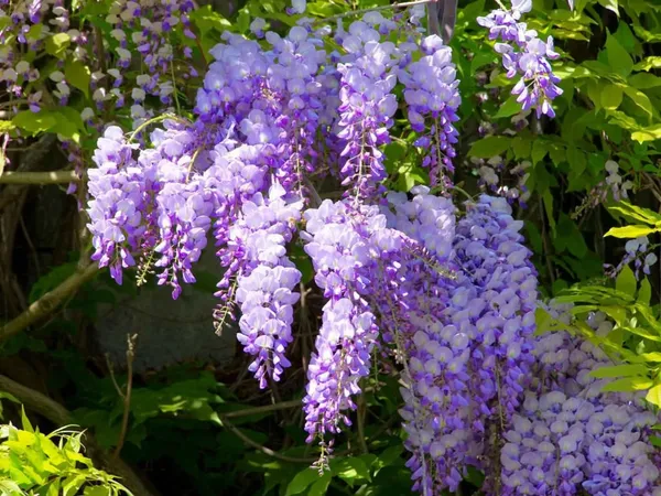 Eye_Catching_Wisteria_(Purple)_Flower_Plant_&_Tree_For_Shrub/Bush/Home_Garden_Decor_(1.5-3.5_Ft_Height)__Pack_Of_1