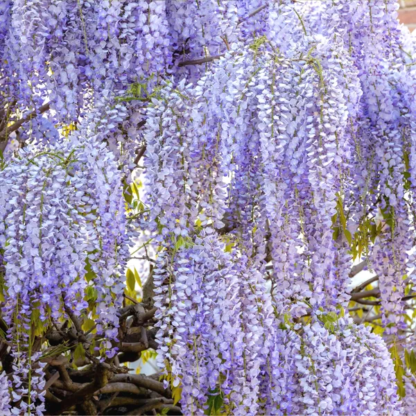 Eye_Catching_Wisteria_(Purple)_Flower_Plant_&_Tree_For_Shrub/Bush/Home_Garden_Decor_(1.5-3.5_Ft_Height)__Pack_Of_1