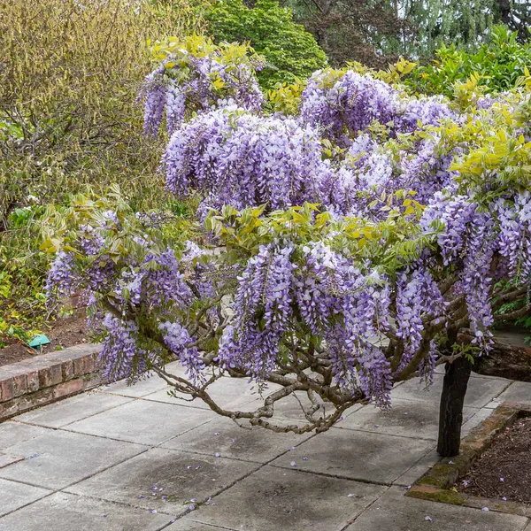 Eye_Catching_Wisteria_(Purple)_Flower_Plant_&_Tree_For_Shrub/Bush/Home_Garden_Decor_(1.5-3.5_Ft_Height)__Pack_Of_1