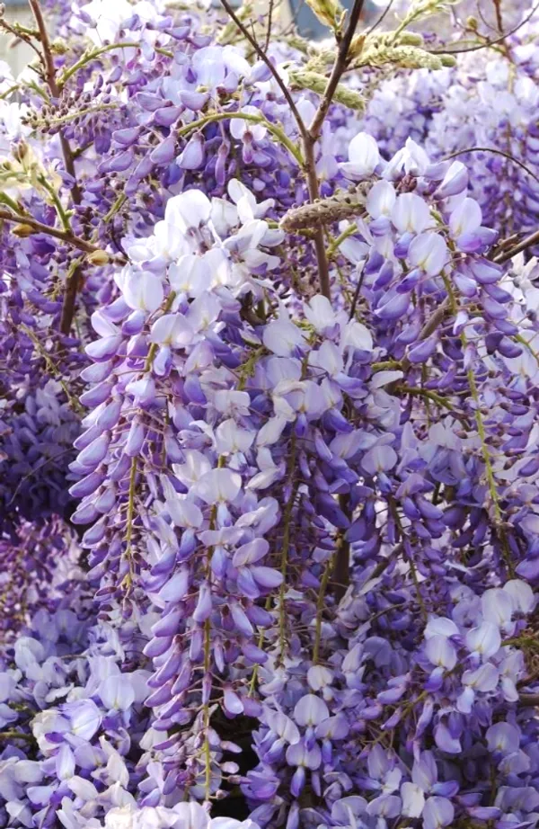 Eye_Catching_Wisteria_(Purple)_Flower_Plant_&_Tree_For_Shrub/Bush/Home_Garden_Decor_(1.5-3.5_Ft_Height)__Pack_Of_1