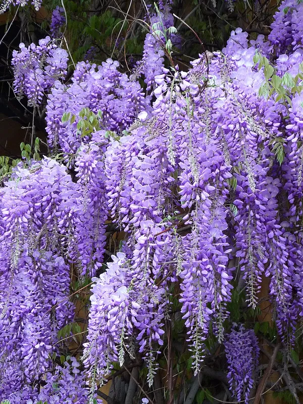 Eye_Catching_Wisteria_(Purple)_Flower_Plant_&_Tree_For_Shrub/Bush/Home_Garden_Decor_(1.5-3.5_Ft_Height)__Pack_Of_1