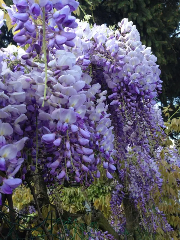 Eye_Catching_Wisteria_(Purple)_Flower_Plant_&_Tree_For_Shrub/Bush/Home_Garden_Decor_(1.5-3.5_Ft_Height)__Pack_Of_1